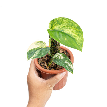 Scindapsus jade satin aurea variegated