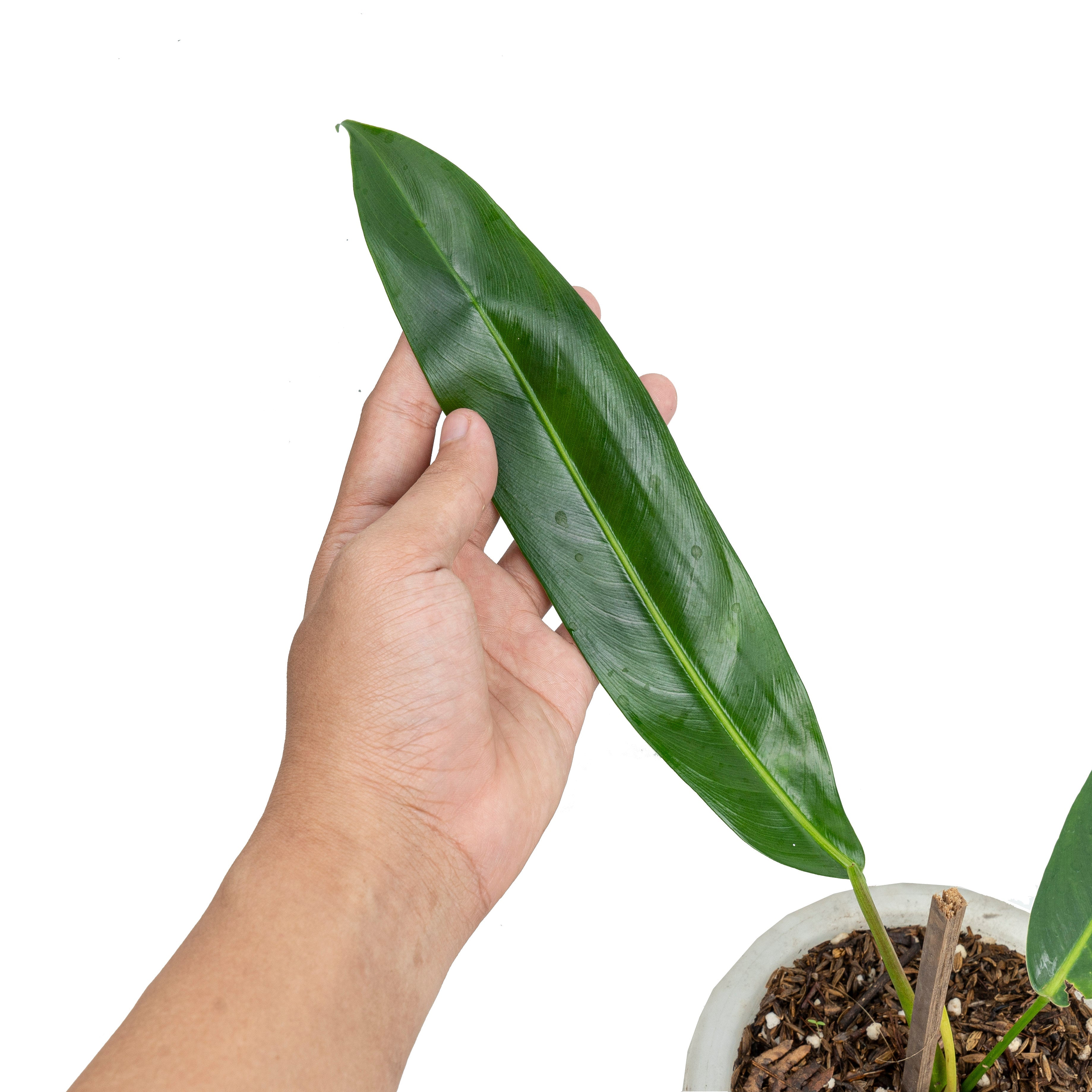 philodendron patriciae for sale Philodendron Patriciae 1