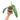 Philodendron Patriciae