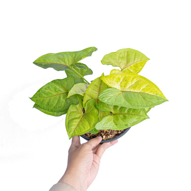 Syngonium lime soda
