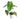 Anthurium king veitchii - Exstra mature size