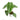 Anthurium king veitchii - Exstra mature size