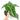 Anthurium king veitchii - Exstra mature size