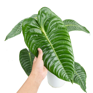 Anthurium king veitchii - Extra mature size - Plantstop.us