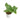 Anthurium king veitchii mature size