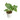 Anthurium king veitchii mature size