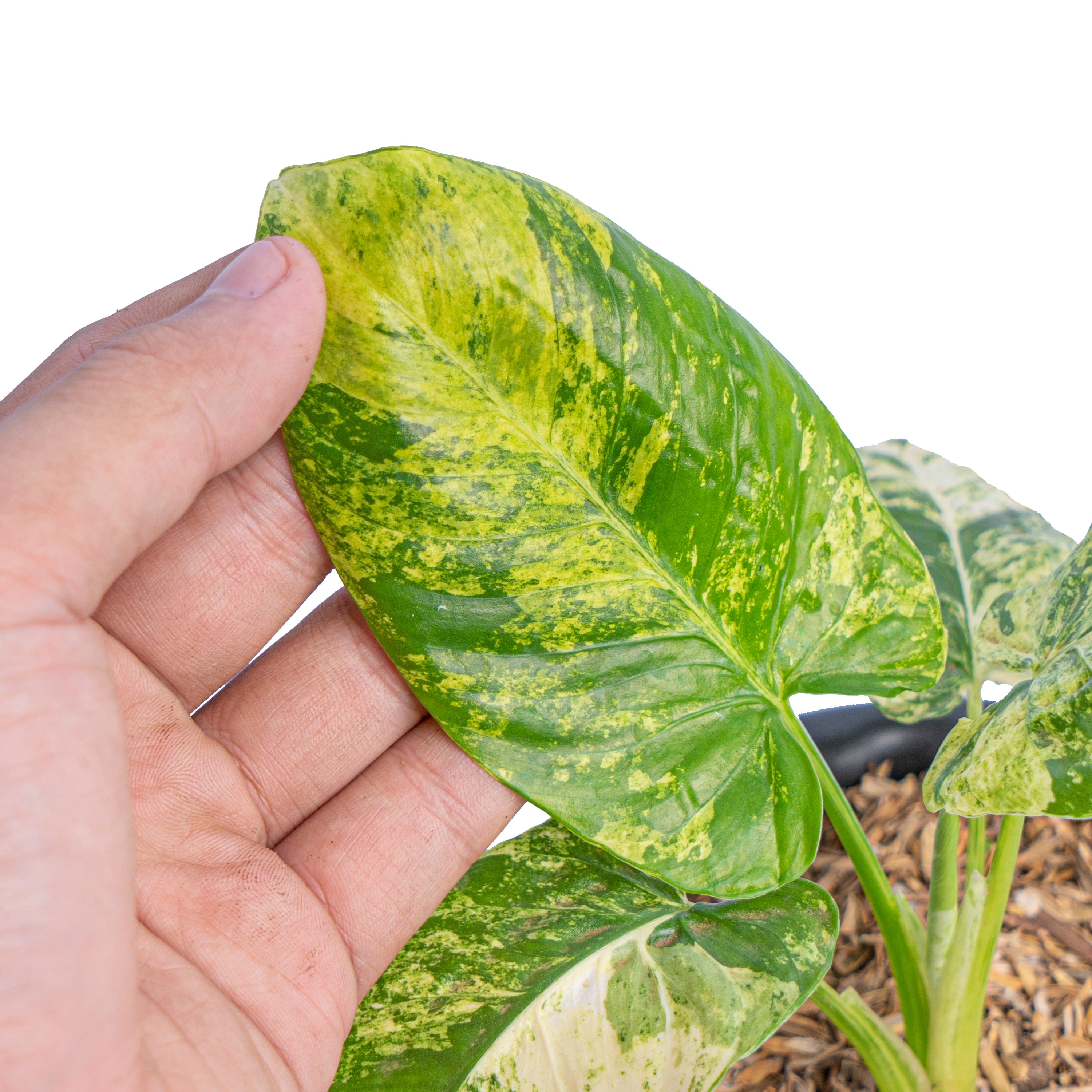 Homalomena aurea variegated Sp java – Plantstop.us