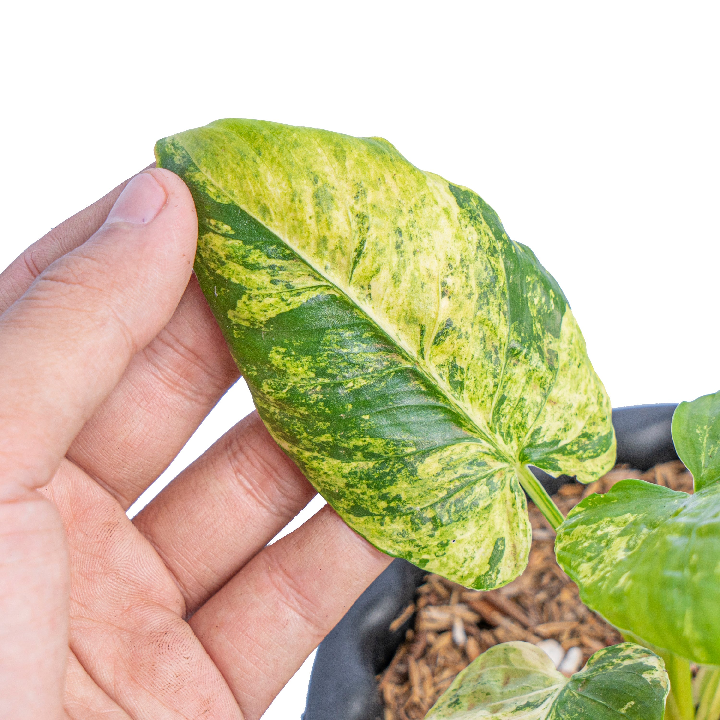 Homalomena aurea variegated Sp java – Plantstop.us