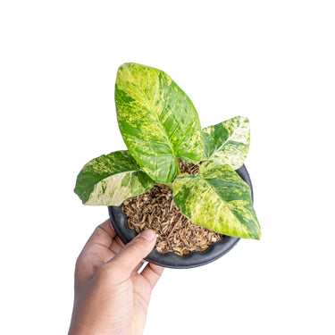 Homalomena aurea variegated Sp java