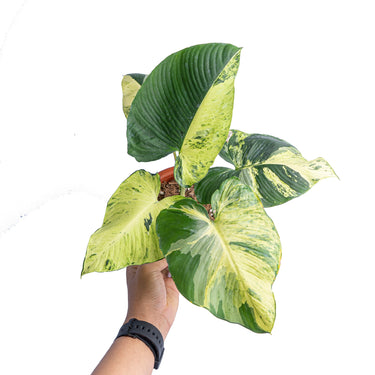Homalomena aurea variegated Sp Borneo - Mature