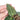 Anthurium papillilaminum red petiole x forgetii