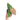 Anthurium papillilaminum hybrid