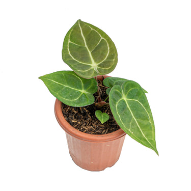 Anthurium Dressleri x Forgetti