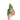 Anthurium papillilaminum hybrid