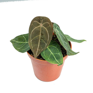 Anthurium Dressleri x Forgetii Medium size - Plantstop.us