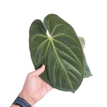 Anthurium hoffmanii hybrid - Mature size - Plantstop.us