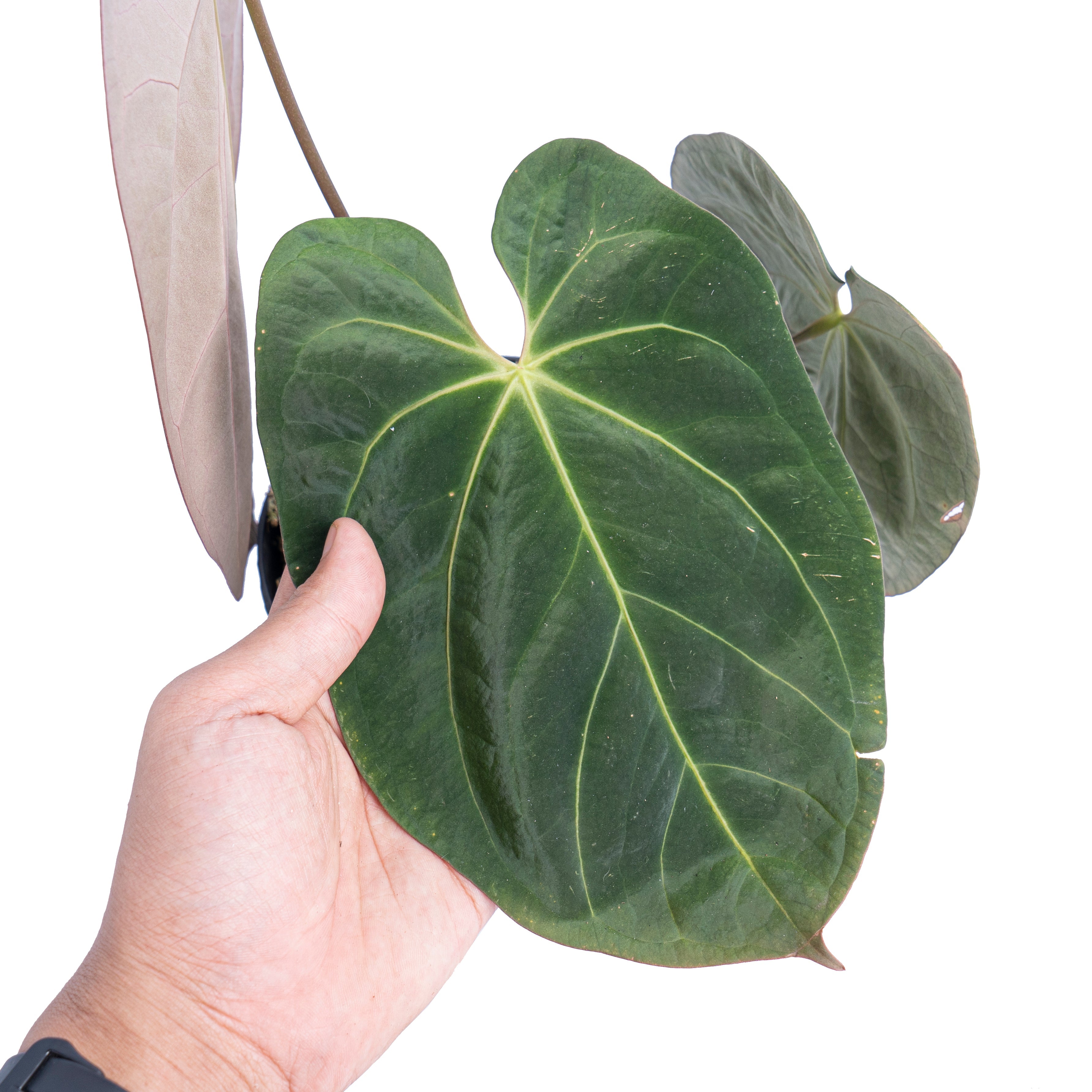 anthurium hoffmanii Anthurium hoffmanii hybrid