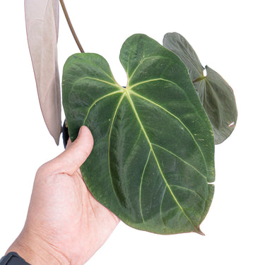 Anthurium hoffmanii hybrid - Mature size - Plantstop.us