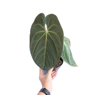 Anthurium hoffmanii hybrid - Mature size - Plantstop.us