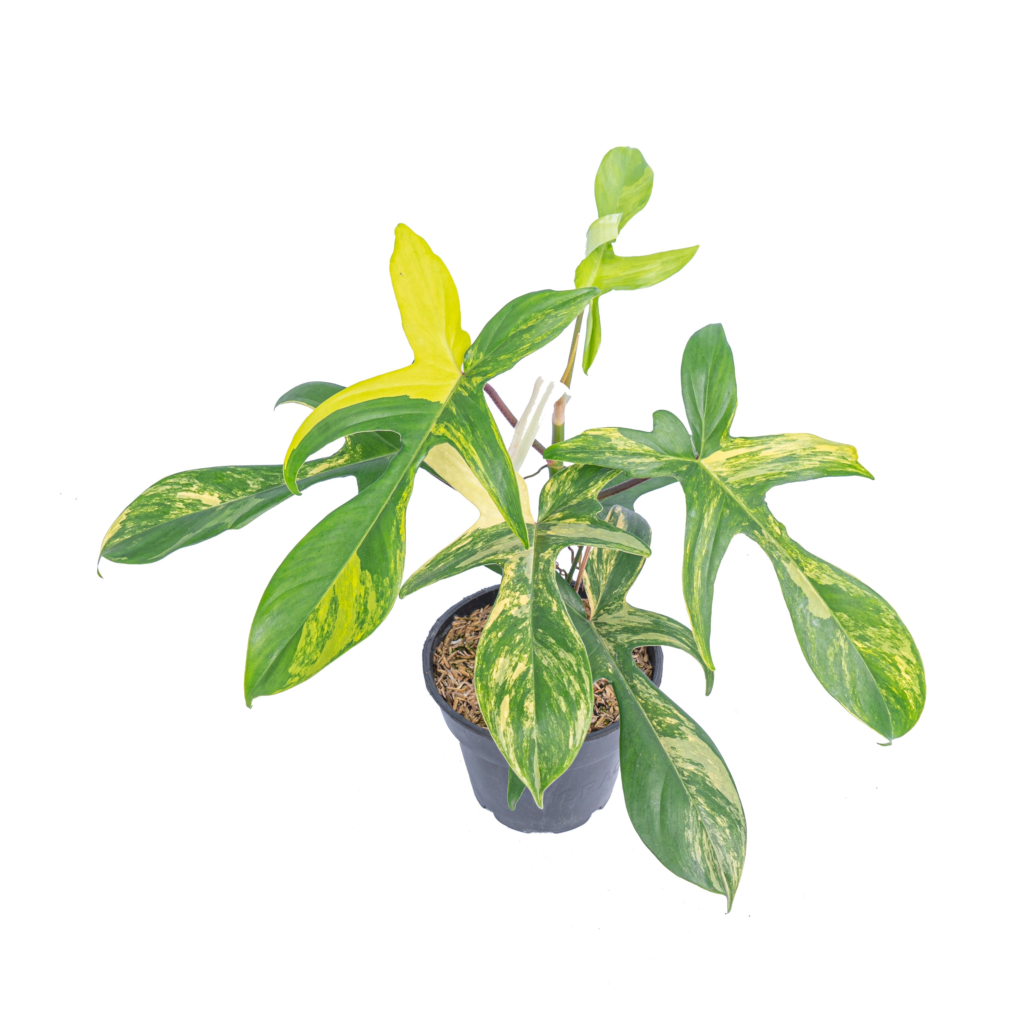 philodendron florida green mature Philodendron florida beauty