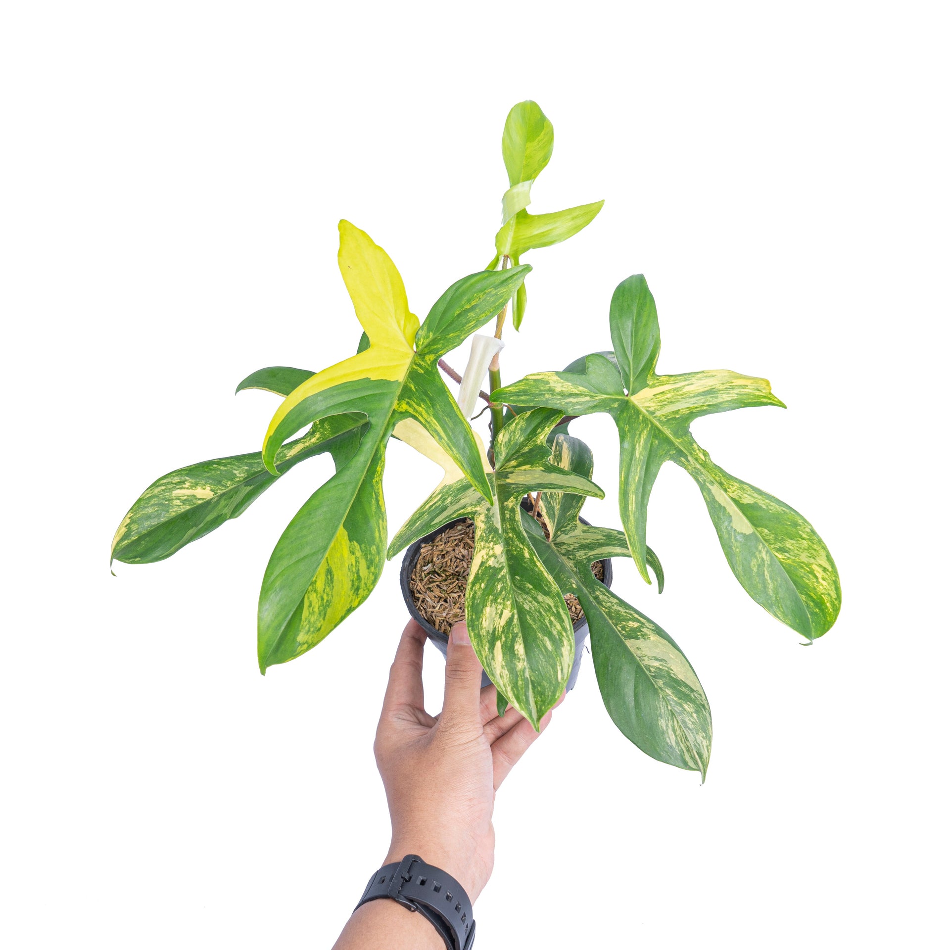 philodendron florida beauty Philodendron florida beauty