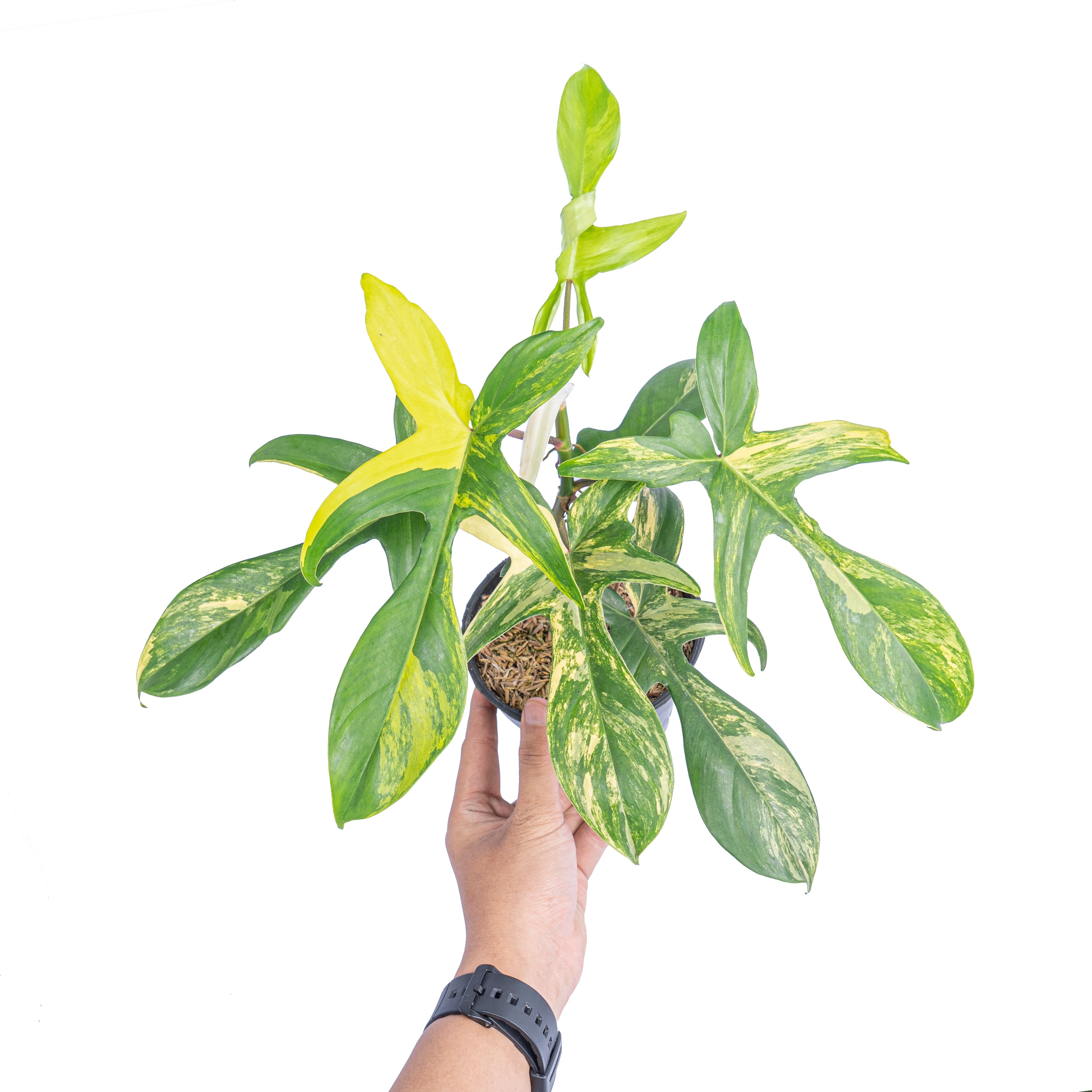 philodendron florida green mature Philodendron florida beauty