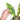 Philodendron Ring of Fire Variegated