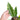 Philodendron Ring of Fire Variegated