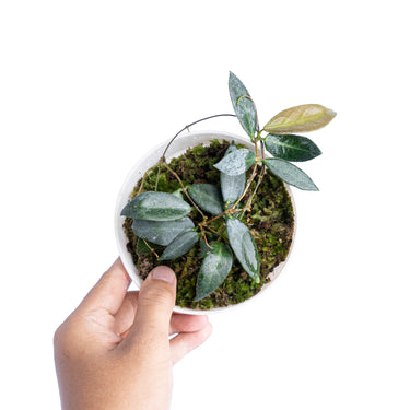 Hoya Patella - Plantstop.us