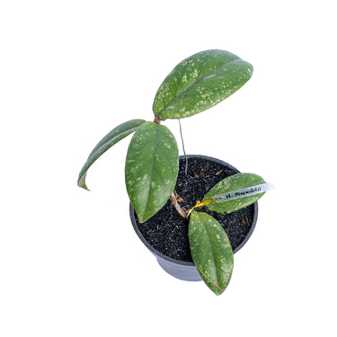 Hoya Meredithii