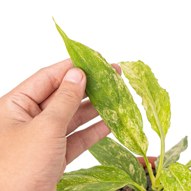 Aglaonema simplex variegated - Plantstop.us