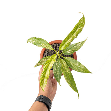 Aglaonema simplex variegated - Plantstop.us