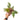 Philodendron white knight galaxy