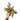 Philodendron white knight galaxy
