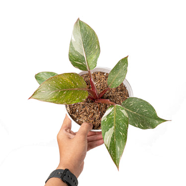 Philodendron white knight galaxy