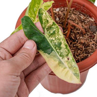 Philodendron Billietiae Variegated