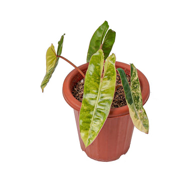 Philodendron Billietiae Variegated