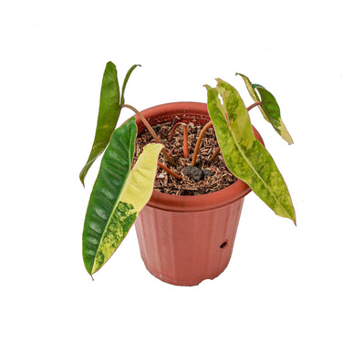 Philodendron Billietiae Variegated