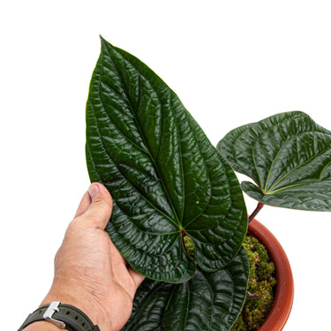Anthurium Radicans Mature size - Plantstop.us