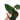 Anthurium Radicans