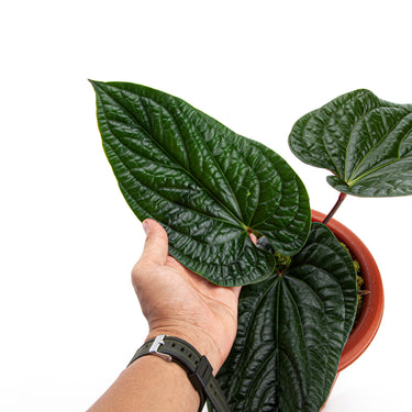 Anthurium Radicans Mature size - Plantstop.us