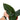 Anthurium Radicans