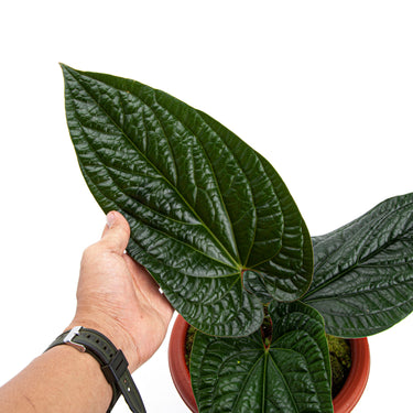 Anthurium Radicans Mature size - Plantstop.us