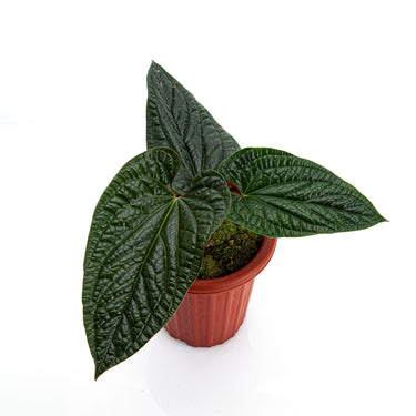Anthurium Radicans Mature size - Plantstop.us