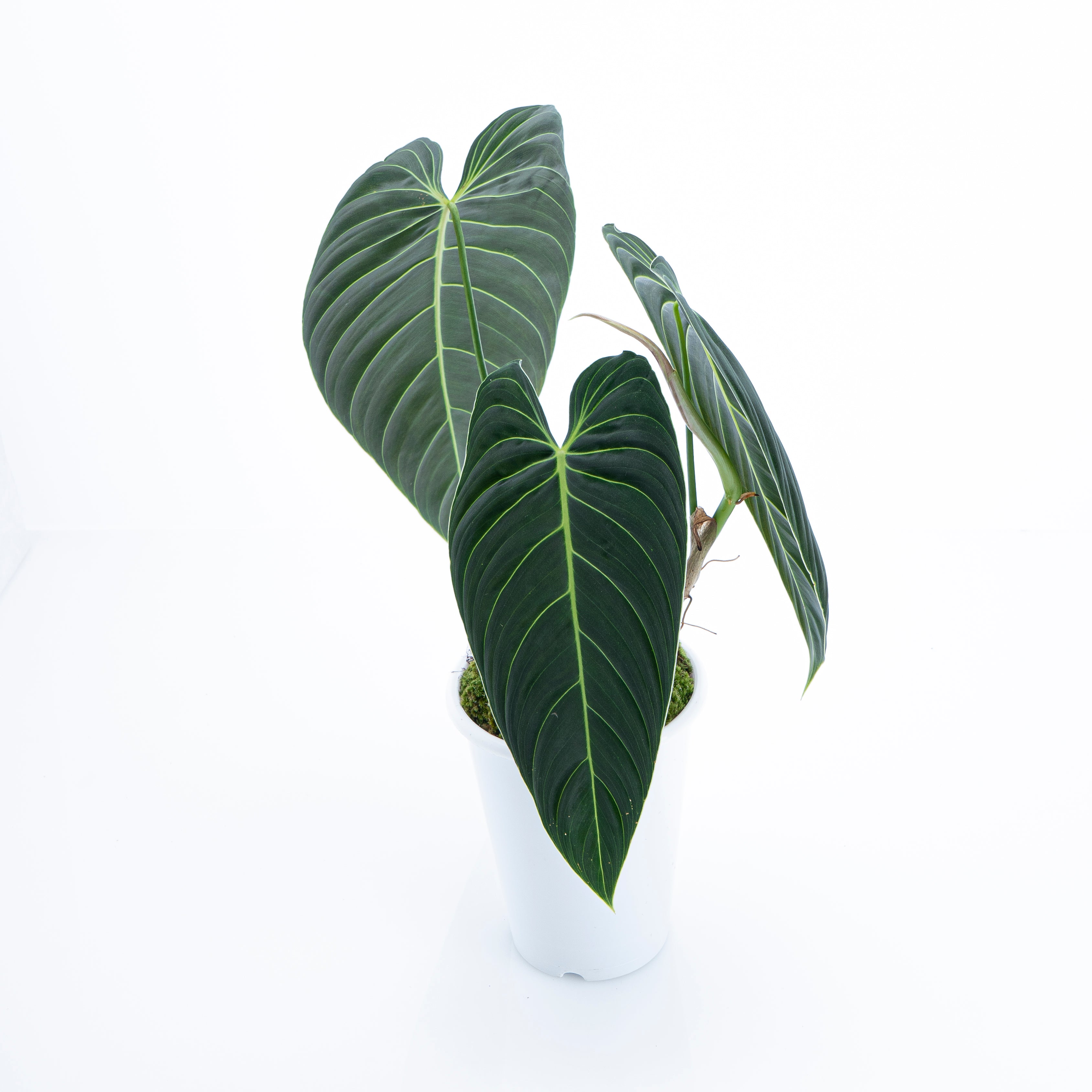 philodendron melanochrysum long leaf Philodendron Melanochrysum