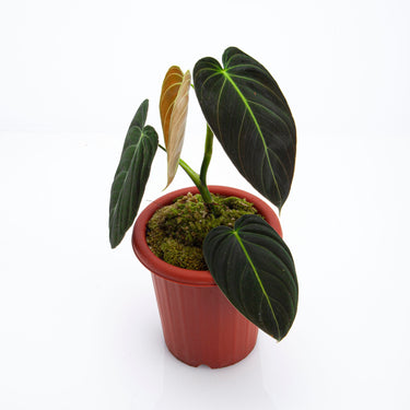 Philodendron Melanochrysum