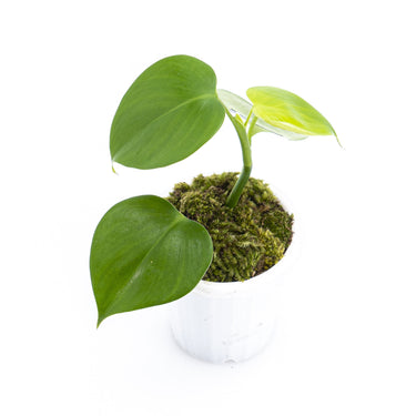 Philodendron Microstictum