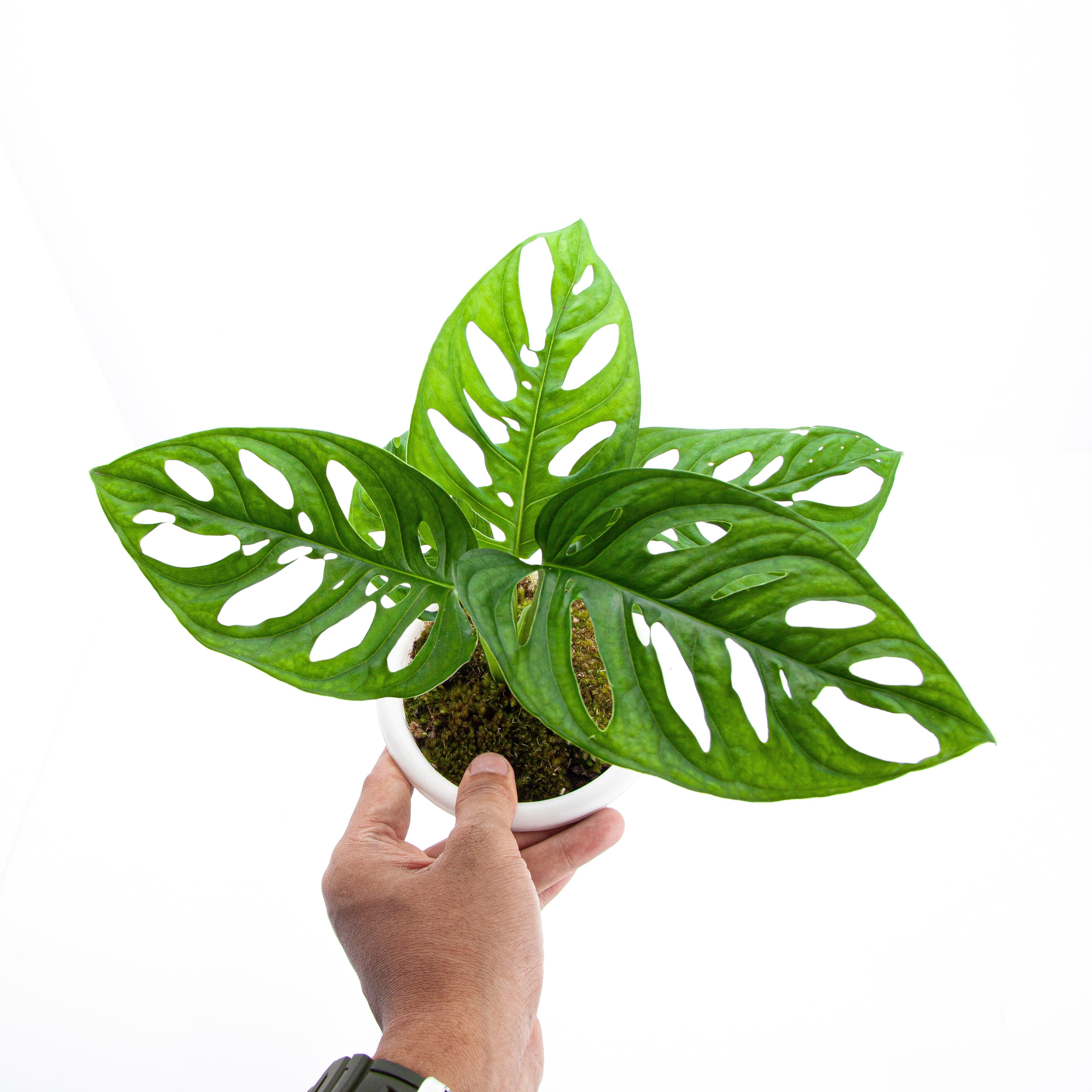 monstera cuminata Monstera Acuminata – Plantstop.us