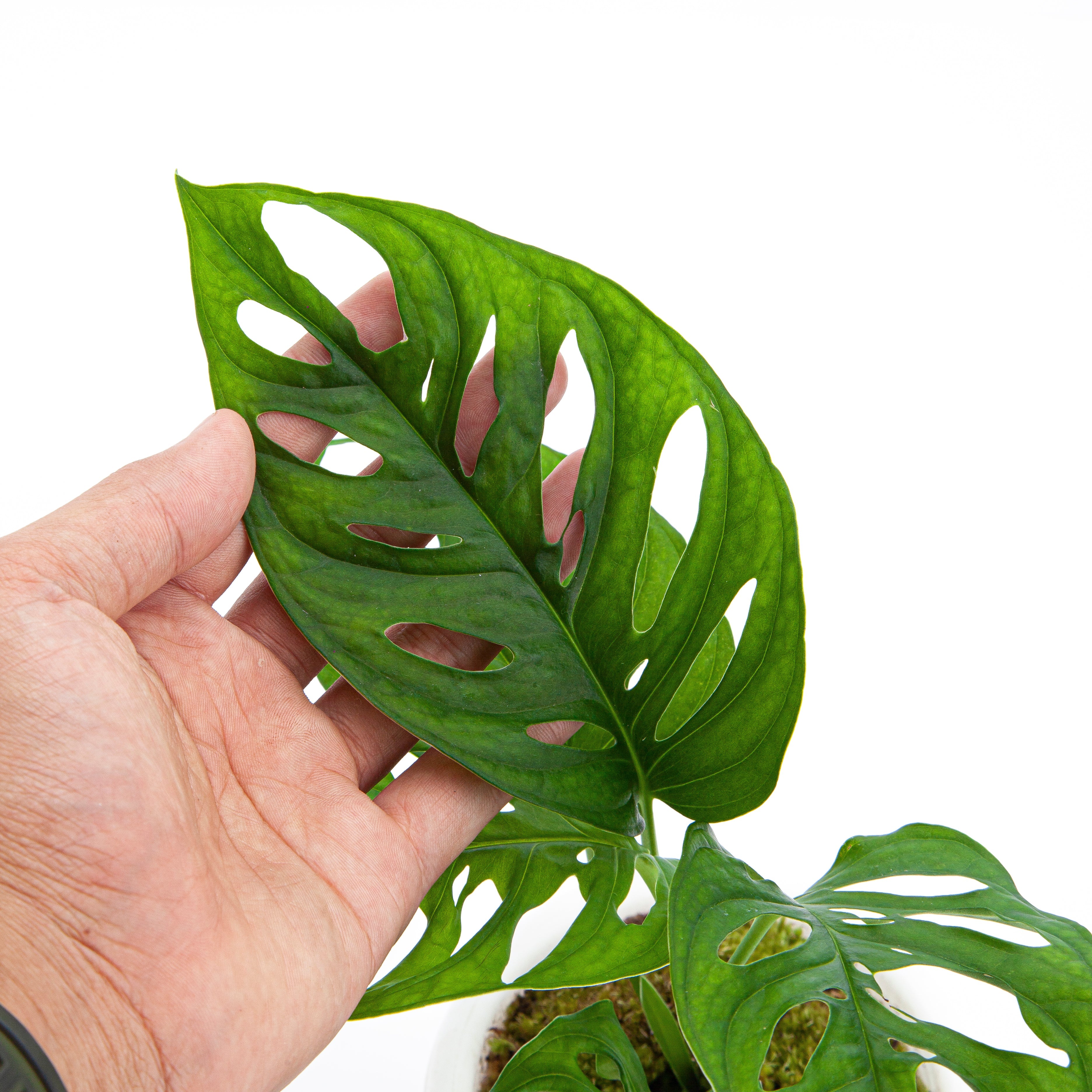 monstera acuminata mature Monstera Acuminata – Plantstop.us
