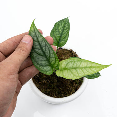 Monstera Siltepecana